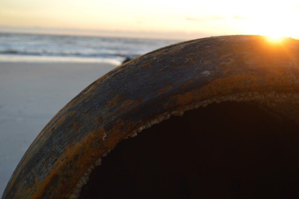 More Than an&nbsp;Animal